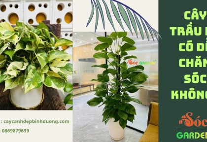 Cây Trầu Bà có dễ chăm sóc không
