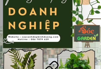 Cho thuê cây văn phòng cho doanh nghiệp