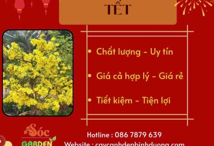 Cho Thuê Mai Tết Trọn Gói 