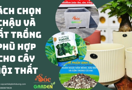 Cách chọn chậu và đất trồng phù hợp cho cây nội thất