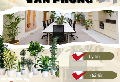Cho thuê cây văn phòng uy tín, giá tốt