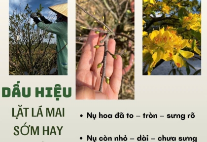 DẤU HIỆU LẶT LÁ MAI SỚM HAY MUỘN 