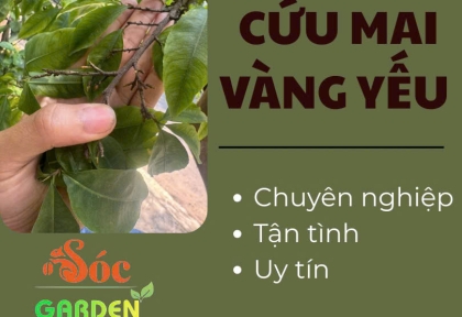 Dịch vụ cứu mai vàng yếu