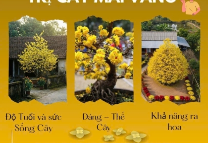 Tại sao cùng một chiều cao cây Mai lại có giá khác nhau
