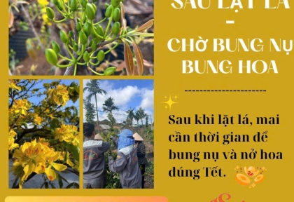 Mai sau khi lặt lá bao lâu thì bung nụ, bung hoa