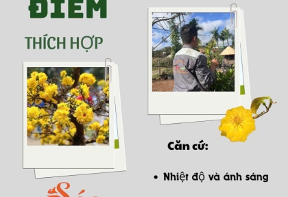 THỜI ĐIỂM LẶT LÁ MAI ĐỂ MAI NỞ ĐÚNG TẾT