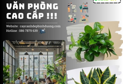 Cho thuê cây văn phòng cao cấp