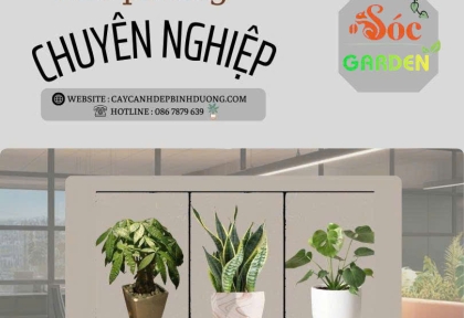 Cho thuê cây văn phòng chuyên nghiệp