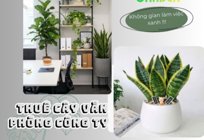 Cho thuê cây văn phòng cho công ty