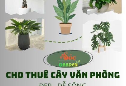 Cho thuê cây văn phòng đẹp, dễ sống