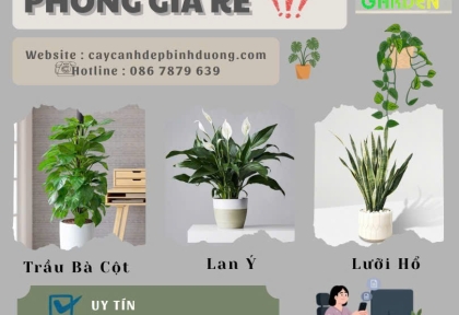 Cho thuê cây văn phòng giá rẻ