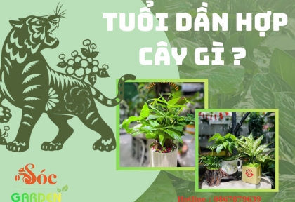 Tuổi Dần hợp cây gì ? Cây phong thủy thu hút tài lộc 