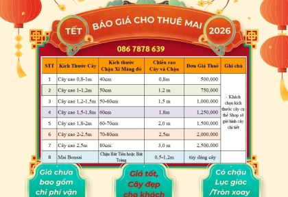 Cho Thuê Mai Tết Đẹp Giá Tốt
