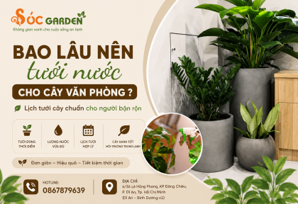 Bao lâu nên tưới nước cho cây văn phòng ? Lịch tưới cây chuẩn cho người bận rộn