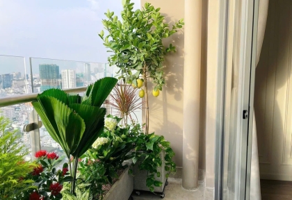 Bí quyết biến ban công chung cư thành góc "chill" xanh mát