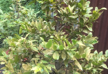 Phun Phòng Nấm Bệnh Định Kỳ Giữ Bộ Lá Mai Vàng Luôn Xanh Khỏe Trong Mùa Mưa