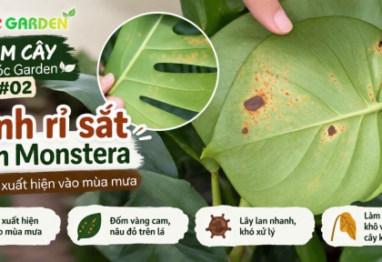 Bệnh rỉ sắt trên Monsteria vào mùa mưa