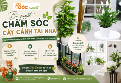 Bí quyết chăm sóc cây cảnh tại nhà