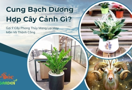 Cung Bạch Dương Hợp Cây Cảnh Gì? Gợi Ý Cây Phong Thủy Mang Lại May Mắn Và Thành Công