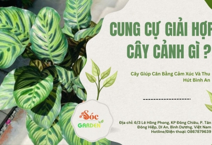 Cung Cự Giải Hợp Cây Cảnh Gì? Cây Giúp Cân Bằng Cảm Xúc Và Thu Hút Bình An