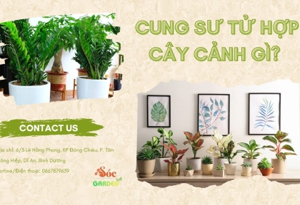 Cung Sư Tử Hợp Cây Cảnh Gì? Cây Phong Thủy Tăng Tự Tin Và Thu Hút Tài Lộc
