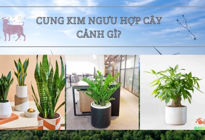 Cung Kim Ngưu Hợp Cây Cảnh Gì? Cây Giúp Thu Hút Tài Lộc Và Bình An