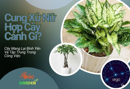 Cung Xử Nữ Hợp Cây Cảnh Gì? Cây Mang Lại Bình Yên Và Tập Trung Trong Công Việc