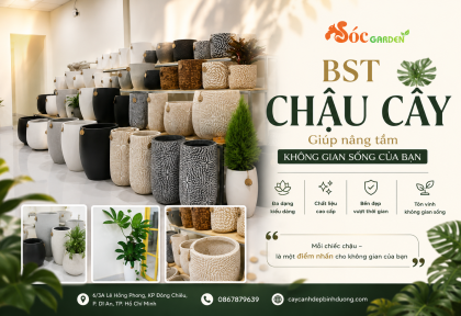 BST chậu cây giúp nâng tầm không gian sống của bạn