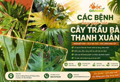 Các bệnh hay gặp của Trầu Bà Thanh Xuân và Trầu Bà Monsteria