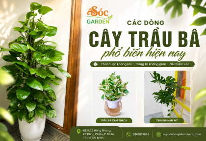 Các dòng cây Trầu Bà phổ biến hiện nay