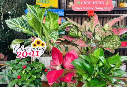 Mẫu Cây Phong Thủy Làm Quà Tặng Ý Nghĩa