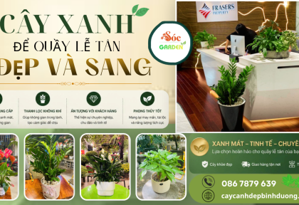 Các loại cây để quầy lễ tân đẹp và sang