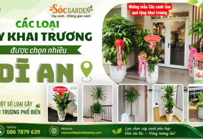 Các loại cây khai trương được chọn nhiều tại Dĩ An