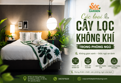 Các loại cây lọc không khí trong phòng ngủ tốt cho sức khỏe.