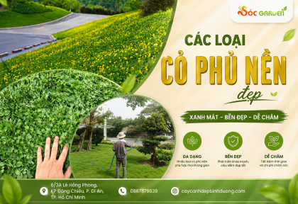 Các loại cỏ phủ nền đẹp 