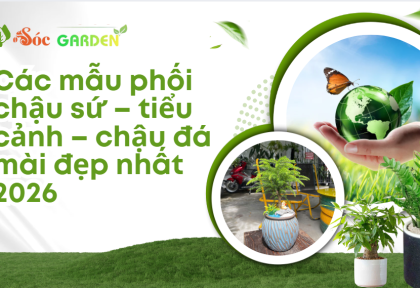 Các mẫu phối chậu sứ-tiểu cảnh-chậu đá mài đẹp nhất