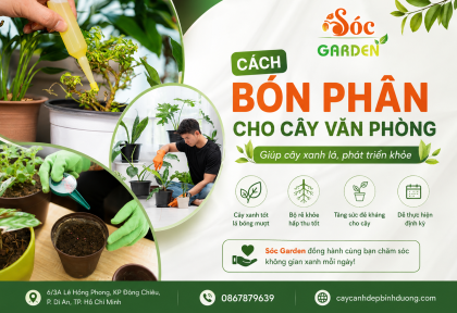 Cách bón phân cho cây văn phòng giúp cây xanh lá, phát triển khỏe