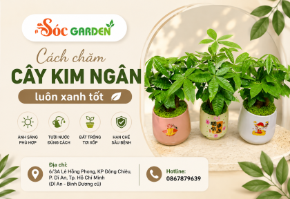 Cách chăm cây Kim Ngân luôn xanh tốt