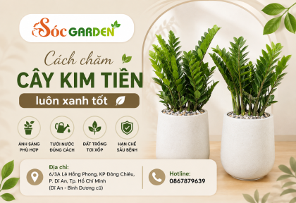 Cách chăm cây Kim Tiền luôn xanh tốt