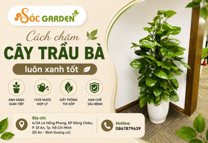 Cách chăm cây Trầu Bà luôn xanh tốt
