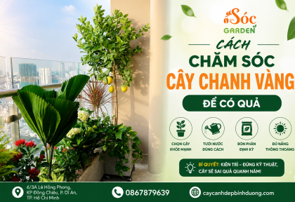 Cách chăm sóc cây chanh vàng để có quả
