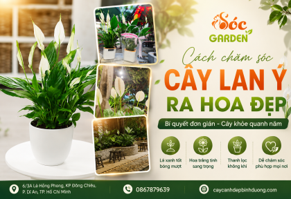Cách chăm sóc cây Lan Ý ra hoa đẹp