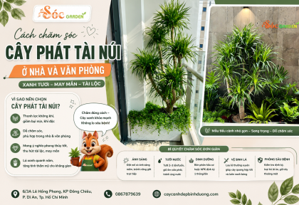Cách chăm sóc cây Phát Tài Núi ở nhà và văn phòng