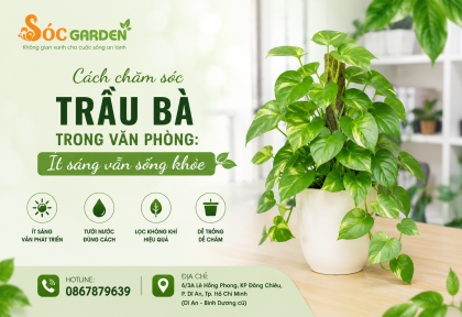 Cách chăm sóc Trầu Bà trong văn phòng: Ít sáng vẫn sống khỏe