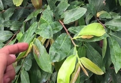 Tại Sao Bón Phân Cây Không Bung Chồi Hoặc Chồi Ra Chậm Không Đều?