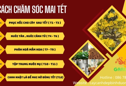 Dịch vụ cứu mai vàng yếu