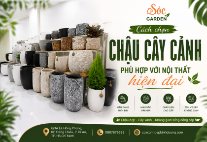 Cách chọn chậu cây cảnh phù hợp với nội thất hiện đại.