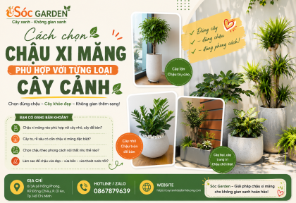 Cách chọn chậu xi măng phù hợp từng loại cây cảnh