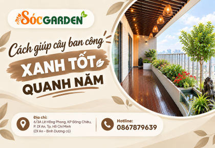Cách giúp cây ban công xanh tốt quanh năm