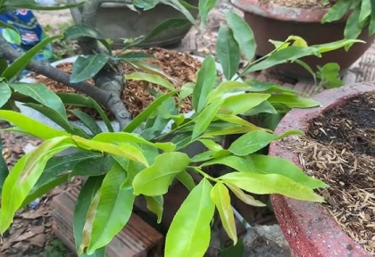 Cách khắc phục cây mai trồng đã lâu không ra chồi – Hướng dẫn chi tiết cho người chơi mai